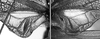 Erioloides consobrinus (Saussure & Pictet, 1898): male stridulatory apparatus (Costa Rica). (Otu).