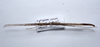 CollectionObject 1576305; e35775d5-d564-4d20-84fe-5ac93c471556: copyright SMSM, Kuching. male, dorsal view (paratype). (CollectionObject).