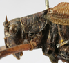 CollectionObject 1541618; e7d88a1d-ac34-42a6-9e62-935742a9262b: female pronotum lateral (syntype). (CollectionObject).