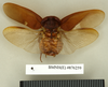 CollectionObject 1572880; affdbfe7-aef8-4a57-8d9c-5cf48d7b951b: Copyright Natural History Museum, London. Non-type (adult male) in BM(NH). Dorsal view. (CollectionObject).