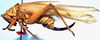 CollectionObject 1529670; fab20360-d1c5-47f1-97cf-5ebcd0f17eb5: female, lateral view (holotype of Vestria nigricauda). (CollectionObject).