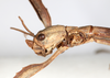 CollectionObject 1559026; NMW 779, 7e1847a0-cd7c-432d-9d71-6405e0886c23: copyright NMW, Vienna. female: head, lateral view (syntype). (CollectionObject).