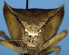 Aspidonotus spinosus Brullé, 1835: male nymph, frontal view (not a type). (Otu).
