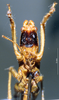 CollectionObject 1541594; 0ab50bf5-10d4-41a7-96c4-a74084e901e9, MNHN-EO-ENSIF845: male frons (holotype). (CollectionObject).