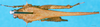 CollectionObject 1501973; 127e8ee6-8dbb-4de1-8722-e720b40ab9e0: female, dorsal view (holotype). (CollectionObject).