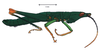 Leptalacris fastigiata Descamps & Rowell, 1978: male, lateral view. (Otu).