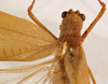 CollectionObject 1534633; 28a4edff-dea8-4471-a62a-d85f9f355b5b: female pronotum, dorsal view (syntype). (CollectionObject).