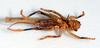 CollectionObject 1506461; 9ec82bb6-3b98-4b2e-b745-47bd3137269d: female, ventral view (syntype of Gryllacris annulata). (CollectionObject).