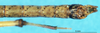 CollectionObject 1507049; e78364db-a1b5-4dec-90a4-168ebac0b6df: male abdomen, dorsal view (lectotype). (CollectionObject).