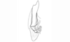 Baeacris morosa (Rehn, 1905): Fig. 42. female spermatheca, basal valves. (Otu).