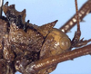 CollectionObject 1517010; b5e1bf13-9a48-443e-ac2f-50fa22a81056: male head and pronotum, lateral view (holotype). (CollectionObject).