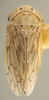 Habitus, dorsal view on Ceratagallia canona Oman, 1939: Dorsal. (Observation).