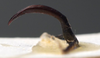 CollectionObject 1505811; 0073fc1d-39cc-457e-8e29-8e874eae24d1: male titillators, lateral view (holotype). (CollectionObject).