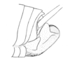 Ceuthophilus (Ceuthophilus) secretus Scudder, 1894: Fig. 539. male abdomen tip. (Otu).