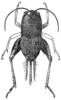 Rhabdotogryllus caraboides Chopard, 1954: Fig. 28. female, dorsal view (body length 9.5 mm, hind femur 6.5 mm, ovipositor 5.3 mm). (Otu).