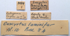 CollectionObject 2628029; CNMS 5524, CNMS 5524, 444a6dc2-be13-4bb4-9daa-b207b19d3994: label. allotype. (CollectionObject).