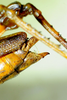 CollectionObject 1498828; 1783afad-7590-4bb1-b9be-3e5e70c2c749: 2012. female,hind tibiae and abdomen tip, lateral view. (CollectionObject).