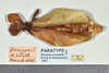 CollectionObject 1599233; a5df481a-3197-4c8c-a98e-43fe093894fe: copyright QM. female, dorsal view (paratype). (CollectionObject).