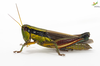 CollectionObject 1849327; Unioeste Cascavel K-0577, 707ff7ec-a6e6-492f-8025-6145eec09195: Female, in vivo. Lateral view. (CollectionObject).