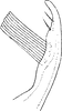 Stylus: Stylus. (Observation).