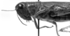 CollectionObject 1533432; 3137fff2-a501-48d5-b1df-59b2e213b180: Image Carbonell, C.S. female head and pronotum, lateral view (holotype of Leiotettix punctipes). (CollectionObject).
