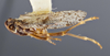 Habitus, lateral view on Cixius evexus Kramer, 1981: (Observation).