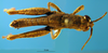 CollectionObject 1521412; f7a67c23-b6c7-4ea1-adce-065cab7589c6: male, dorsal view (holotype). (CollectionObject).