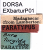 CollectionObject 1581437; 7a6b8c4b-bd73-42c4-8d7b-c0b176ac5286: labels (paratype). (CollectionObject).