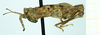 CollectionObject 1592103; 77abd781-428e-4687-90e9-39d5e195a420: female immat., lateral view. (CollectionObject).