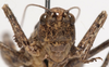 CollectionObject 1527094; a7c021dc-e47e-4d89-8eed-12c2f21dac40: male, frontal view (holotype). (CollectionObject).