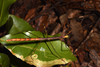 Candovia annulata (Brunner von Wattenwyl, 1907): copyright Paul D. Brock. female in nature (dark form in dark woodland), Qld: Ankida, Springbrook N.P., 11 February 2016. (Otu).