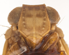 Head: (Observation).
