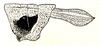 Burmacris charlottae (Ramme, 1941): Fig. 55. female pronotum (6.4-8 mm) and tegmen (lateral view, 5-6.7 mm). (Otu).