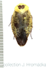 Gyna caffrorum (Stål, 1856): Gyna caffrorum, male. (Otu).