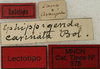 CollectionObject 1534973; 11025ea4-d3b2-468d-b8a1-d4afb4c58bf6: labels (lectotype). (CollectionObject).