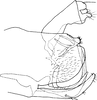 Pygofer, lateral view on Eurhadina (Singhardina) rubrivittata Chiang, Hsu & Knight, 1989: Pygofer, lateral view. (Observation).