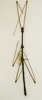 CollectionObject 1557968; 29de3bda-5092-463c-bb65-3be7ff06178a: copyright MRSN, Torino. male (lectotype) of Gratidia congensis. (CollectionObject).