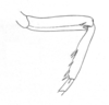 Ceuthophilus (Hemiudeopsylla) californianus Scudder, 1862: Fig. 504. frontleg of male, showing nodulose carina. (Otu).