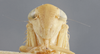 Head: !! display not done !! on Chlorotettix tunicatus Ball, 1900: Head/Face. (Observation).
