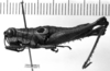 CollectionObject 1530135; 559c83d8-e095-4bbe-93d2-9ec08042a382: Image Carbonell, C.S. female, lateral view (syntype). (CollectionObject).