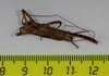 CollectionObject 1583554; e6932a2c-8d85-4c05-873d-5eb59ad9cdd1: female, ventral view (paratype). (CollectionObject).