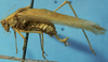 CollectionObject 1533194; e682f875-9323-4001-9c2c-e3988206c589: male, lateral view (holotype). (CollectionObject).