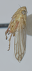 Habitus, lateral view: !! display not done !! on Coelella distincta (Oman, 1931): Male holotype [USNM]: habitus, lateral view. (Observation).
