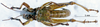 CollectionObject 1505169; c0fcdb8c-91d9-4d01-bf58-54d5ff32ea0d: male, ventral view (paratype). (CollectionObject).