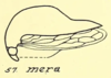 Habitus, lateral view: !! display not done !! on Carynota mera (Say, 1831): (Observation).