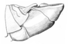 Dichroplus vittatus Bruner, 1900: Fig. 7. male abdomen tip, lateral view. (Otu).