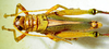 CollectionObject 1498684; 0cde460f-5809-47a8-a2fb-ec2c3fa96705: male, dorsal view. (CollectionObject).