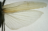 CollectionObject 1535130; 9ee3ed8b-2a5a-487e-8c6d-944c529e648b: female, wings (holotype). (CollectionObject).
