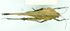 CollectionObject 1584423; 50e717fc-a147-40dd-8e28-074efb3b2ac3: male, dorsal view. (CollectionObject).