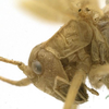 CollectionObject 1506489; 5e37862a-8d6b-43e4-a105-94e1e949784d: female pronotum, lateral view (syntype). (CollectionObject).